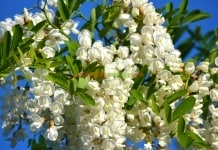 FESTIVALUL ETNOFOLCLORIC ,, PARFUM DE SALCÂM”