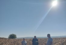 Specialiștii DAERF Cantemir au evaluat impactul temperaturilor ridicate asupra culturilor de grupa a doua, în com. Gotești