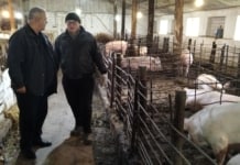 Vizita specialiștilor DAERF la ferma de suine din satul Cociulia, rl Cantemir